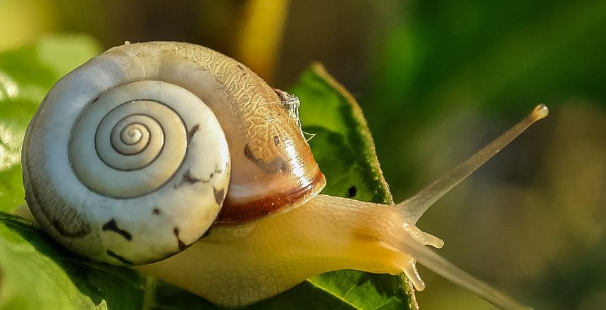 snail-405384_1280